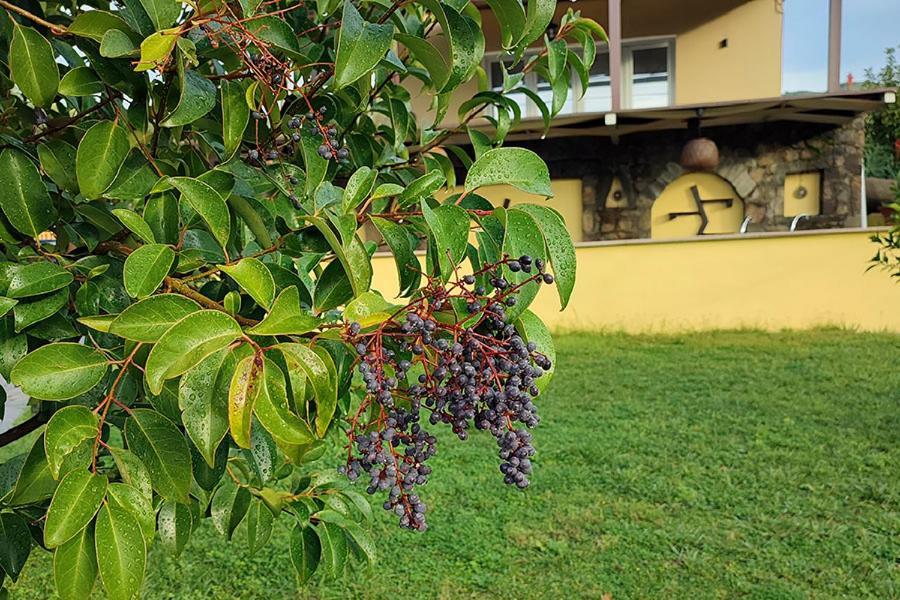 Socrates Organic Village - Wild Olive Mesolóngion Екстериор снимка